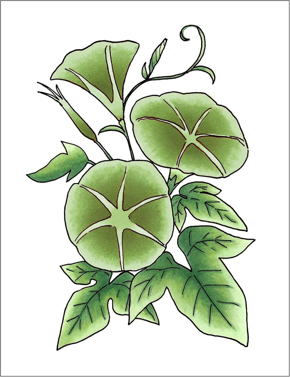 Copic Sketch,Alcohol-based Markers,3pc,Color Fusion #5,Green